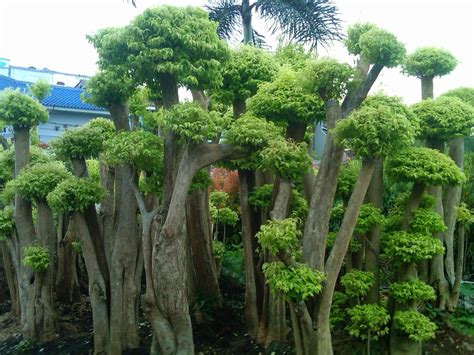 Jenis Tanaman Hias Rumah Minimalis | Destaman