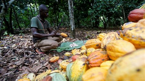 Ghana Ivory Coasts Cocoa Farmers Trapped By Chocolate Industry