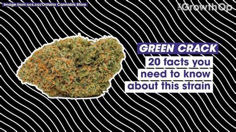 Green Crack Weed Strain The Growthop