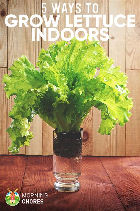 Listen to the audio pronunciation in the cambridge english dictionary. 5 Proven Ways to Growing Lettuce Indoors & in Containers ...