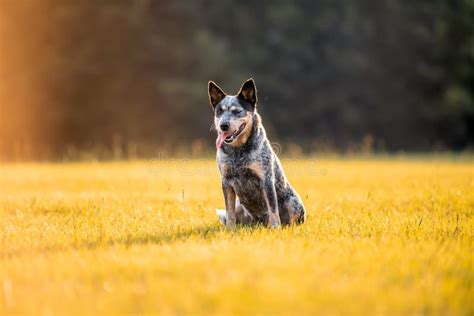 Australian Cattle Dog Blue Heeler With Perfect Markings Stock Image