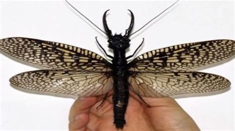 Worlds Longest Insect Discovered In China Worlds Longest Insect
