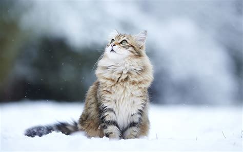 26 Best Ideas For Coloring Winter Cat Pictures