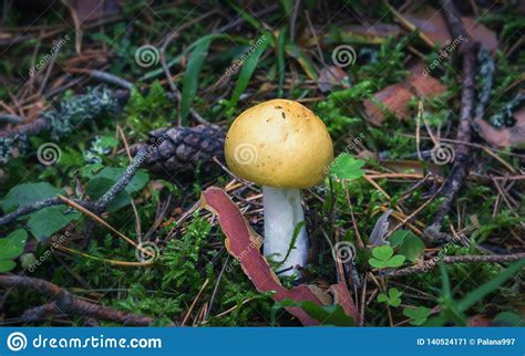 Wild Edible Yellow Mushroom In The Forest Close Up Stock
