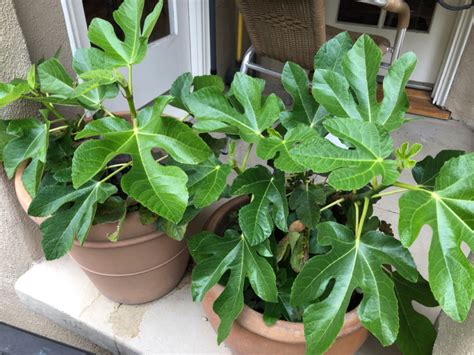 Maybe you would like to learn more about one of these? Fig tree and garden update | Spring | The Darwinian Doctor