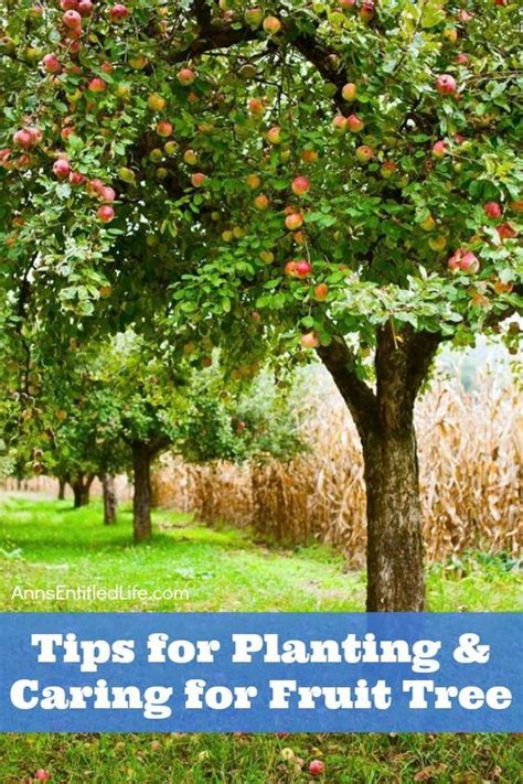 Tips For Planting And Caring For Fruit Trees Everyone Loves Fresh