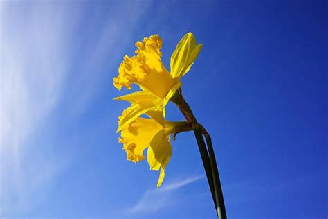 A Single Yellow Daffodil Against A Blue Sky With Wispy Clouds