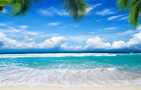 Обои песок море пляж пальмы берег summer beach sea sand shore paradise palms