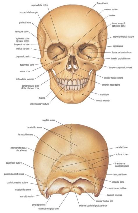 The Skull Shows The Different Parts Within Your Head It Helps To