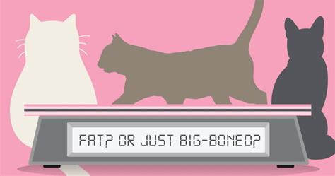 They will talk you through the various options, depending on the type of cancer your dog has. How to Tell If Your Dog Has a Sensitive Stomach | Diamond ...