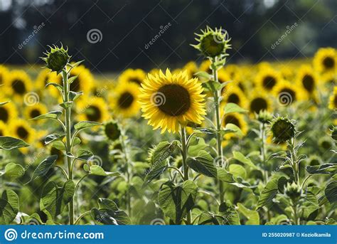 Sunflowers Growing In A Field On A Sunny Day Stock Image Image Of
