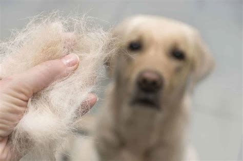 5 Dog Hair Loss Home Remedies Useful Tips And Solutions