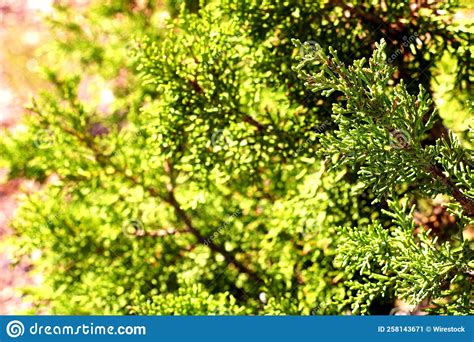 Close Up Shot Of Pine Tree Branches Stock Image Image Of Season