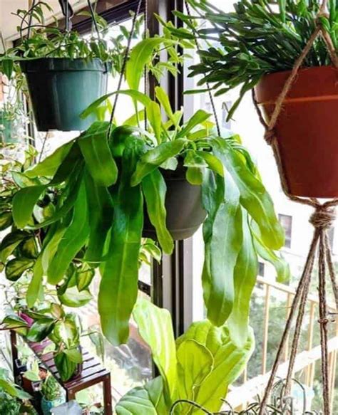Little water, dormancy, light and temperature. How Often To Water Cactus Indoors (Tips To Keep Them Alive ...