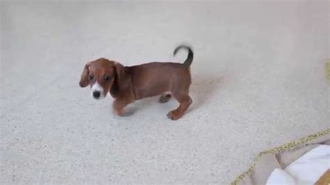 We are looking for new homes for our beautiful miniature dachshund pups. Dachshund Puppies For Sale - YouTube