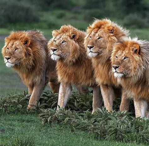 Beautiful Males Lions Animals Beautiful Wild Lion Big Cats