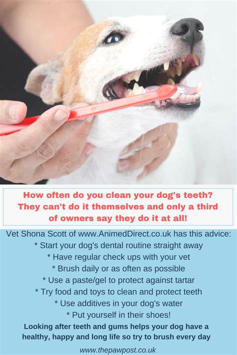 Nine Ways To Keep Your Dogs Teeth Clean And Protect Their Health Dog