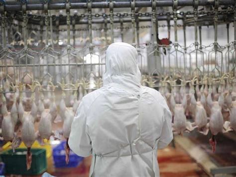 Usa Broiler Stunning For Halal Meat Processing