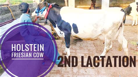 Milking Cow2nd Lactation Youtube