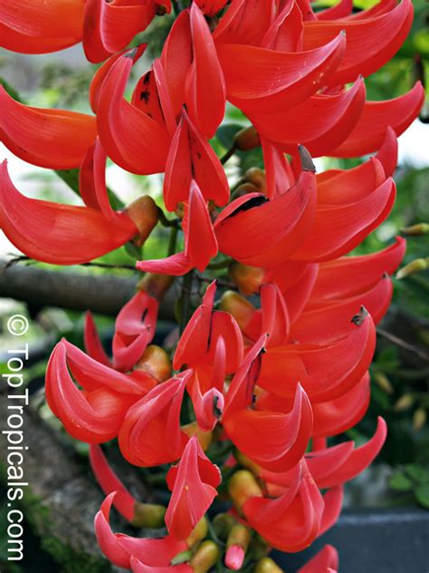 Enter your email address to receive alerts when we have new listings available for jade plant for sale. Mucuna benettii, Mucuna bennettii, Mucuna warburgii ...
