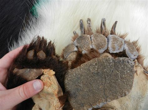 Bear Paws On The Left Is A Black Bear Paw On The Right Is Flickr