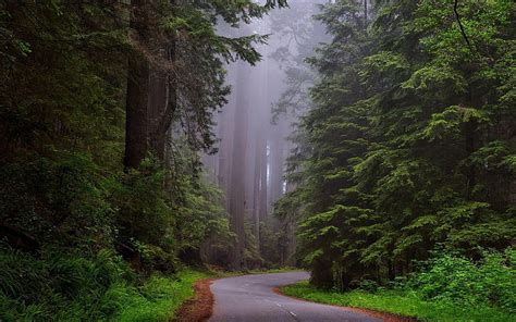 Redwood National Park Santa Cruz Redwoods Hd Wallpaper Peakpx