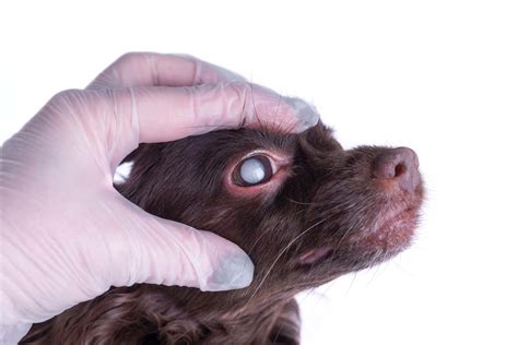 9 Dog Eye Problems With Pictures Causes Prevention And Treatment