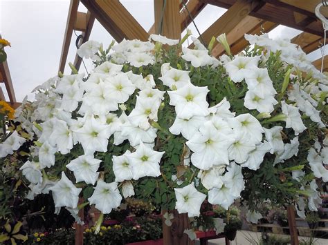 White trailing flowers for hanging baskets. "White flower hanging basket" by James Gibbs | Redbubble