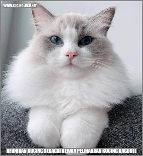 Kucing Ragdoll Ras Kucing Yang Menawan Dan Menggemaskan Kucing Lucu Net