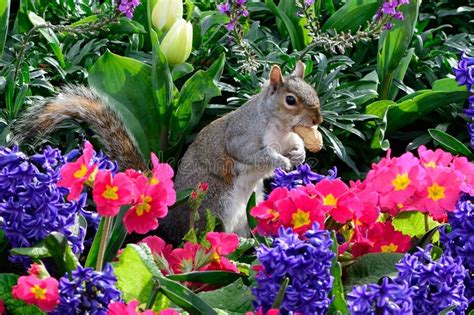 Grey Squirrel Standing In A Flower Bed Stock Photo Image Of Food