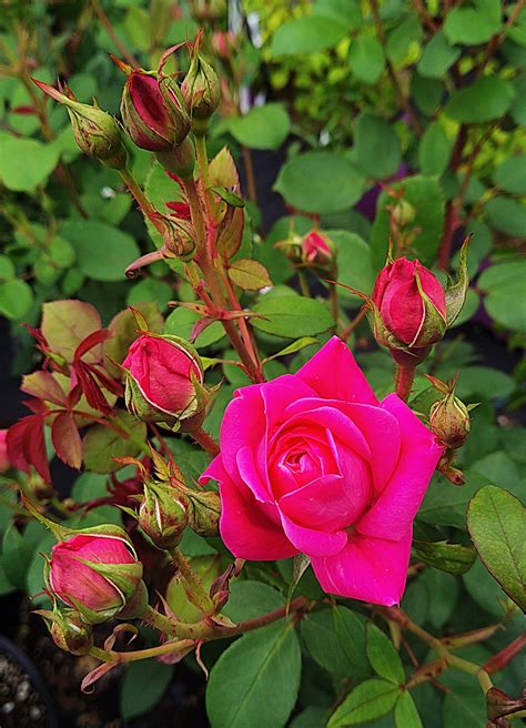 2 “pink Double Knock Out” Rose Shrub Spencers Garden Centre