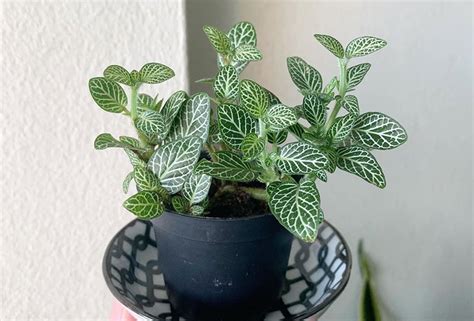 Selain itu, bunga tunggal ini cenderung diterapkan pada pinjaman jangka pendek saja. Ingin tambah seri pada kediaman? Ini 5 pokok 'indoor' anda ...