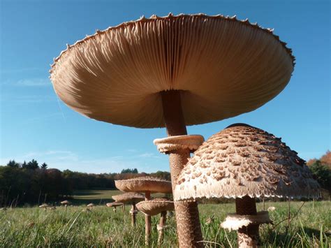 Giant Mushroom Pic Stuffed Mushrooms Giant Mushroom Fungi