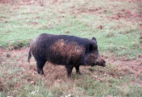 Feral Hogs In Wisconsin Go Ahead And Poke Them We Want Them Dead