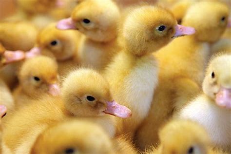 Tips For Raising Ducks And Ducklings From Tractor Supply Co Raising