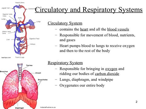 Human Body Systems Ppt