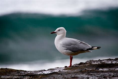 Silver Gull Australian Seagull Abroad