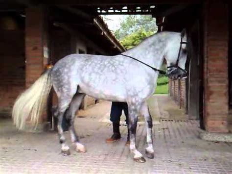 We did not find results for: Molinero CCXV caballo pura sangre español colombia doma ...