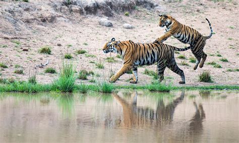 Another signature detail is the vibrant red or orange fins. Where do tigers live? And other fun tiger facts | Stories ...