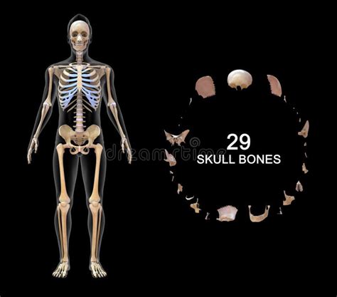 Human Skull Bones Cranial And Facial Bones Stock Photo Image Of
