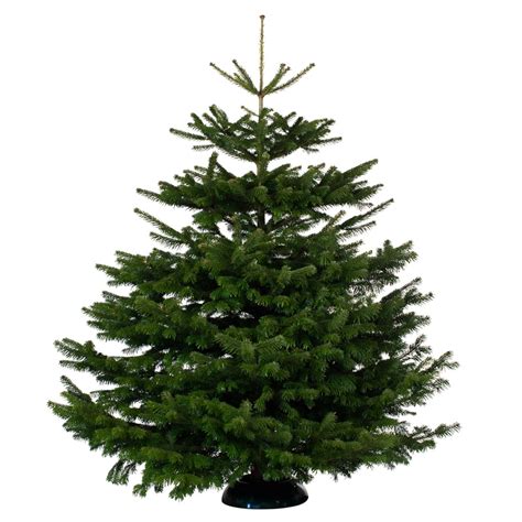 Want your nordmann fir to last a little longer? Nordman Fir Real Christmas Tree 200-250cm | Christmas - B&M