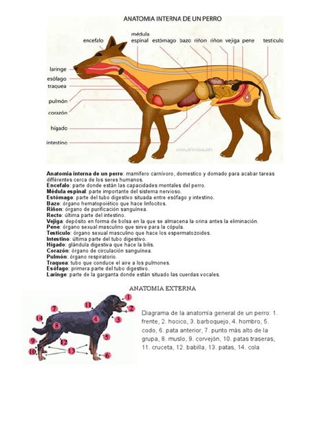 Anatomia De Un Perro Para Dibujar Veterinaria Online