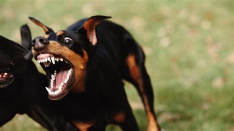 Who Are The 10 Most Aggressive Dogs