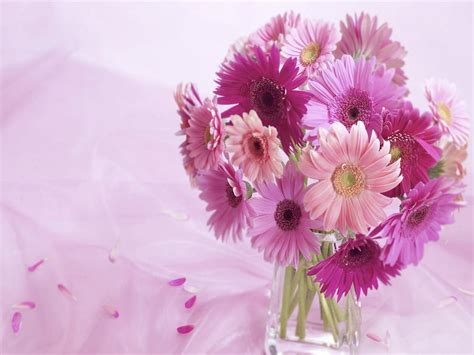 720p Free Download Lovely Pink Bouquet Wonderful Gerberas Lovely
