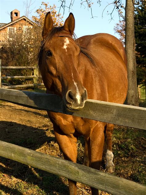 Horse Portrait Photograph By Sally Weigand Fine Art America