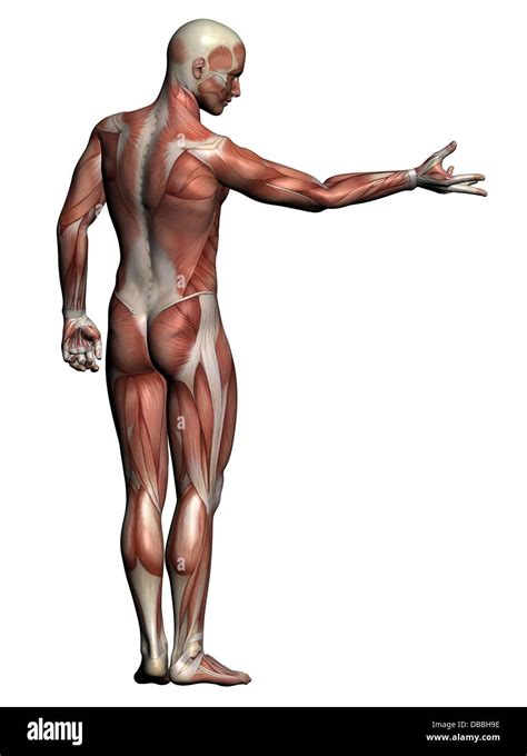 Anatomía Humana Macho Músculos Realizados En El Software 3d