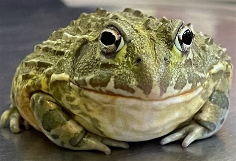 Rescued African Bullfrog Reignites Conversation About Endangered Frogs