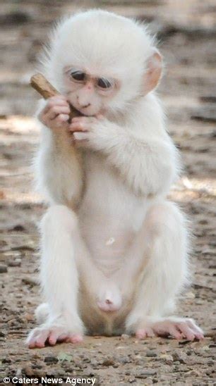 Albino Monkey Wrestles With Its Friends In Kruger National Park Daily