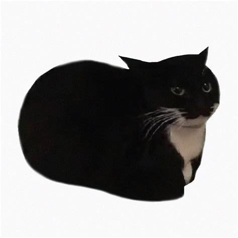 ‎maxwell The Cat Theme Single Album By Catbycat Apple Music