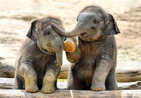 Six Facts About Baby Elephants Adorable Photos That W